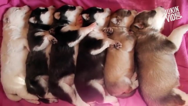 Funny HUSKY ★ HUSKIES ARE TOO CUTE! [Funny Pets] - so Baby so Cute