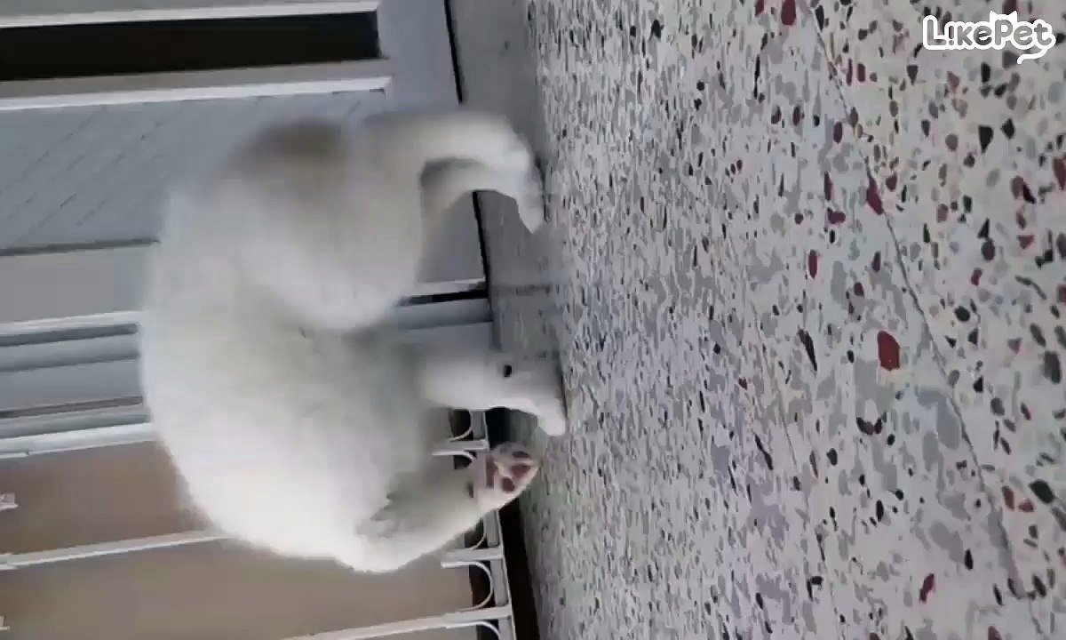 꼬리 너 이자식!