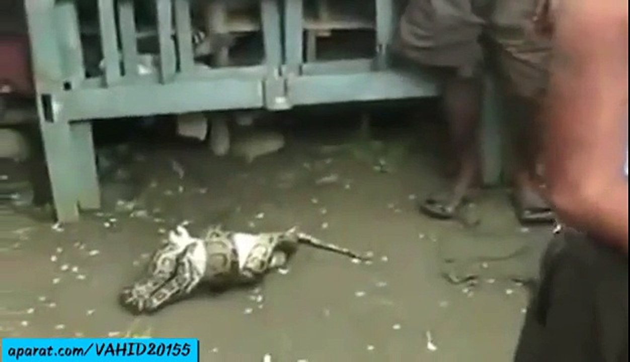 Pythons eats alive a buffalo