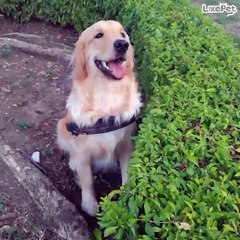 기분이가 좋은 리트리버