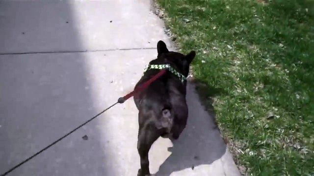 Собака пердуняка