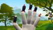 Finger Family Nursery Rhymes for Children Eagles Cartoons | Finger Family Children Nursery Rhymes 3D