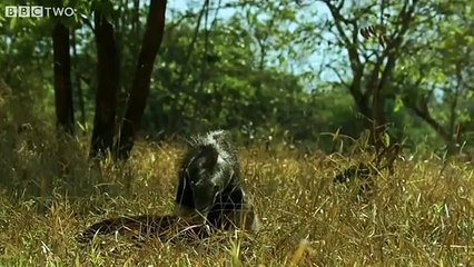 The giant anteater and termites