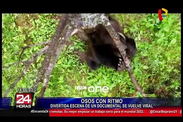 Osos grizzli practican “Pole Dance”