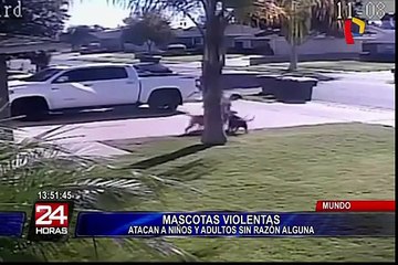 Preocupación en el mundo por incremento de ataques de mascotas