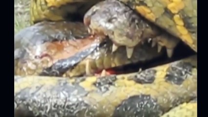 Biggest Animal Fight Must See