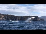 Humpback Whales Stun Onlookers in Tasmania