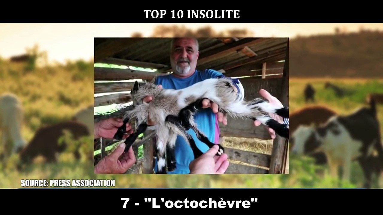 10 ANIMAUX avec des MUTATIONS GÉNÉTIQUES EXTRAORDINAIRE !!! INCROYABLES Mutations Très RARE