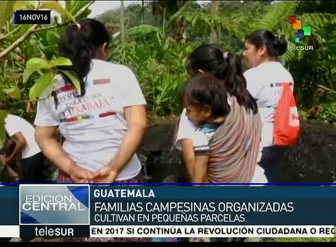 Guatemala: familias campesinas cultivan en pequeñas áreas