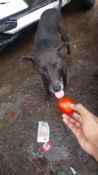 Kalu the vegetarian dog Vegan dog eating tomatoes