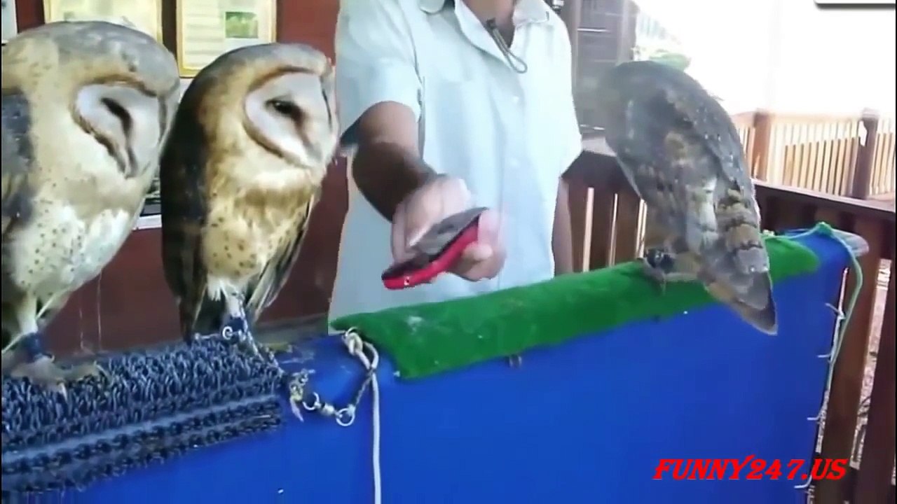 Funny Animals Dancing Compilation with the Best Funny Dancing Animals and Pets