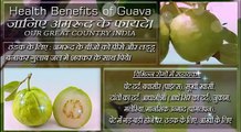 Guava Benefits In Hindi | अमरूद खाने के फायदे  |  Benefits Of Guava | Health Tips In Hindi