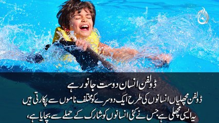 Six Intelligent Animals