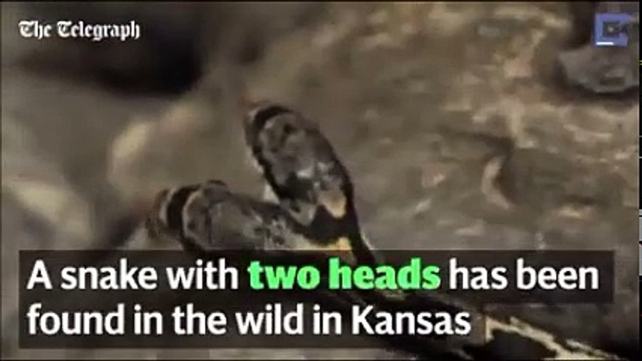 Two Headed Snake Found in Kansas
