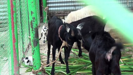 Goats Figting for Grass
