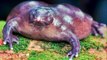 10 Strange Animals You Didn't Know Existed