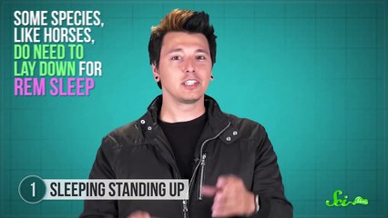 8 Strange Animal Sleeping Habits