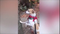 Quand ton chien fait le Mannequin Challenge à la perfection