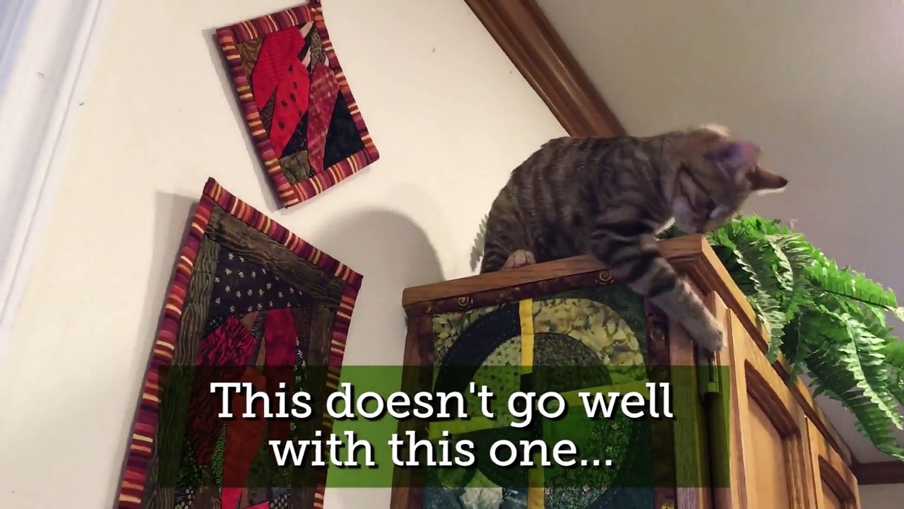 Compil de chats mignons, calins.. et joueurs ! Vous allez craquer!