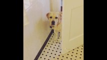 Ce chien Labrador surveille les mouvements de son maître... Creepy !