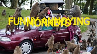 Funny annoying monkeys - Cute and funny monkey compilation