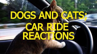 Cats and dogs on their first car ride - Cute and funny animal compilation