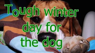 Tough winter day for the dog - Funny dog video