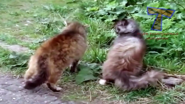 Crazy arguing cats - Funny cat compilation