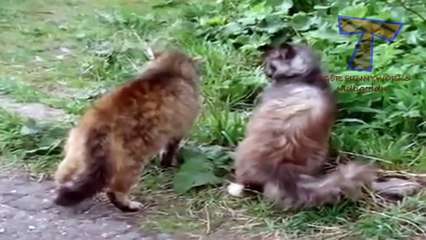 Crazy arguing cats - Funny cat compilation