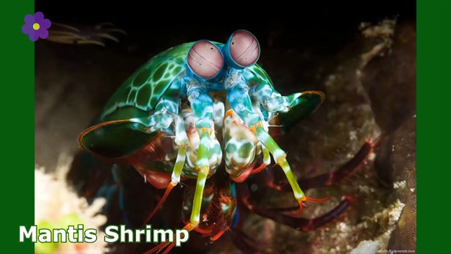 Strange Animals Caught On Tape _ Strange Animals And Creatures You Didn’t Know Exist