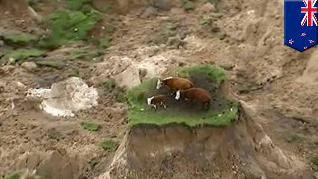 Cows on quake island: New Zealand earthquake leaves three cows stranded on patch of land - TomoNews