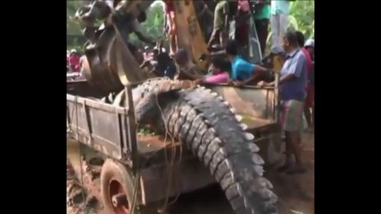Monster 17ft Crocodile Found Near a River in Sri Lanka