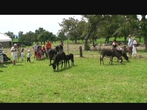 Berolle, Vaud, Suisse Fete des Anes 26 aout 2007
