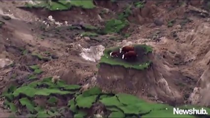 7.5 magnitude New Zealands South Island North Canterbury earthquake strands cows in lands