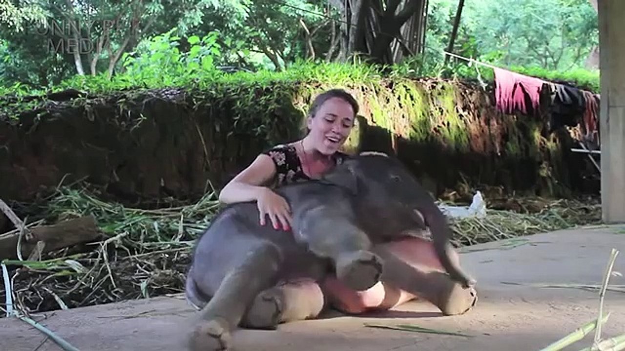 Lap_Elephants_(NEW_VIDEO)_(HD)_[Funny_Pets]FUNNY ANIMAL