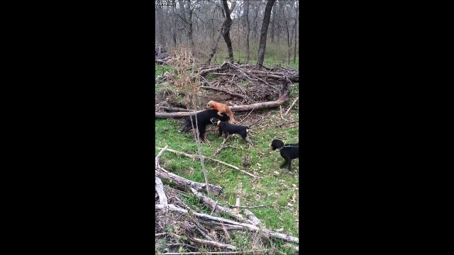 Hey mais c'est avec un sanglier que tu t'accouple là! Chien un peu chelou...