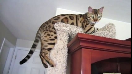 Ce chat Bengal a l'air bien sur son perchoir