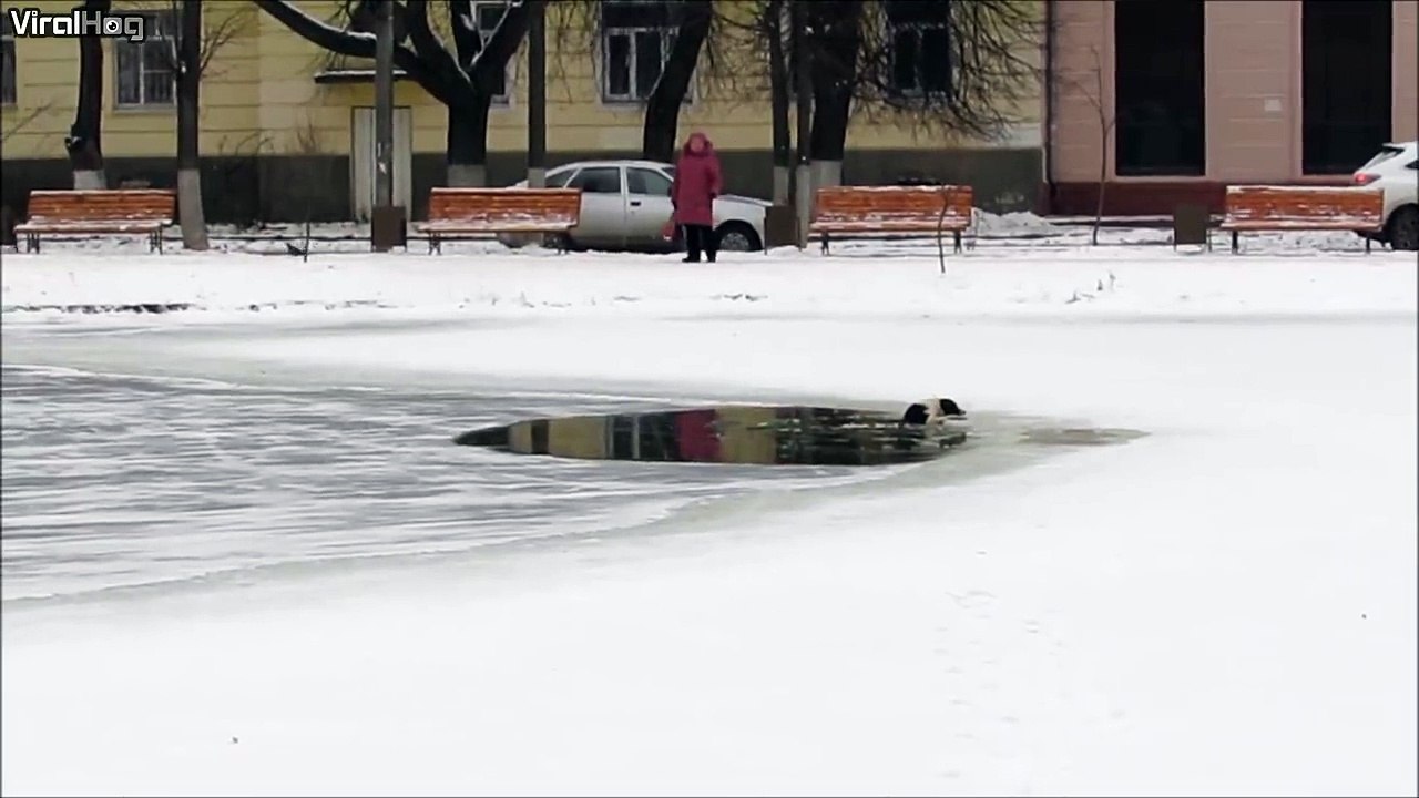 Tu me sauves mais tu me touches pas...  Chien pas très reconnaissant