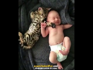 Minik Dostunun Dibinden Ayrılmaya Pek Niyetli Olmayan Kedi