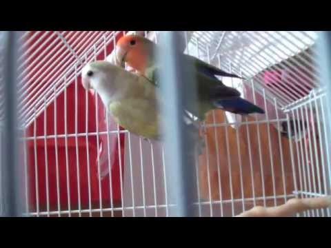 Video Tag I miei amici pennuti