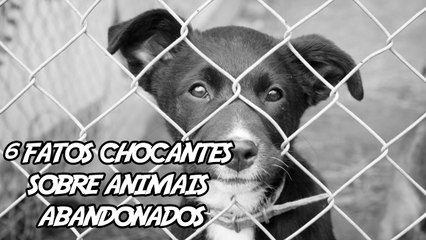 6 Fatos Chocantes(que nunca te contaram) sobre Animais Abandonados