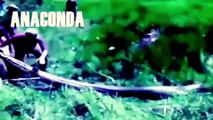 Most Amazing Wild Animals Attacks #5 Giant Anaconda attacks Deer - Biggest Python Snake