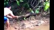 Most Amazing Wild Animals Attacks #18 - Giant Anaconda   Largest snake longest python