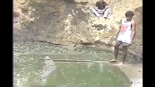 Most Amazing Wild Animals Attacks #19 Animal Planet World s Largest Big Crocodile