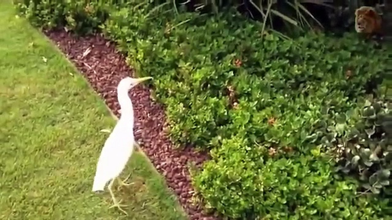 Most Amazing Wild Animals Attacks #20 Angry Bird vsTiger, Snake, Lizard