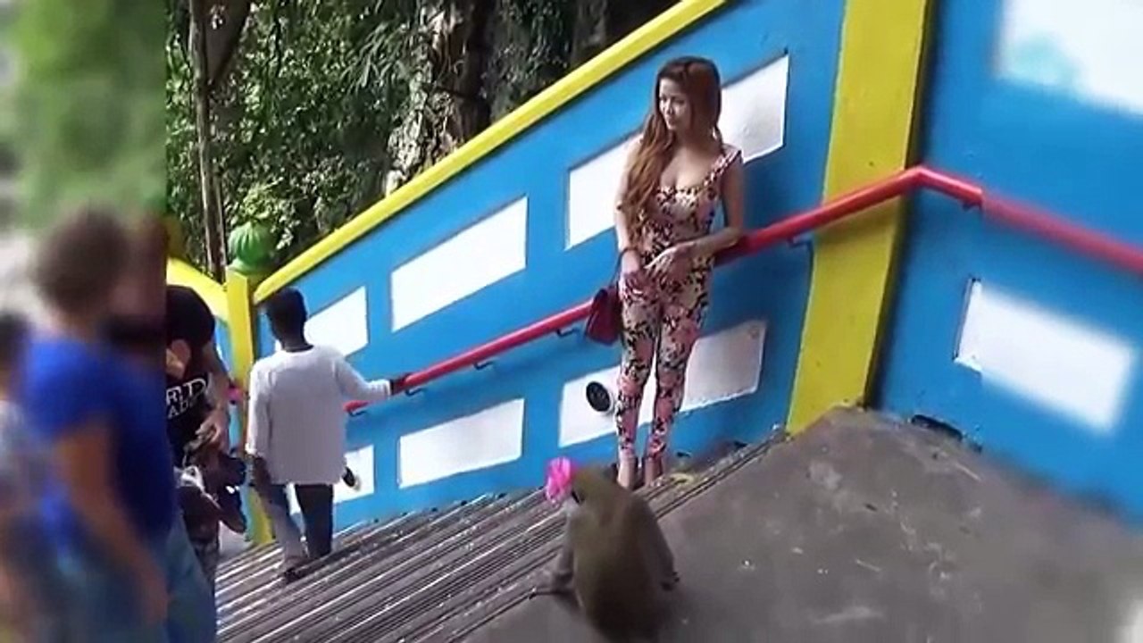 Most Amazing Wild Animals Attacks #23 Monkey attack Human -Craziest Animal Attack Girls