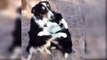Dog Giving Hug To Other - Sometimes a Hug Means Alot . Must Watch