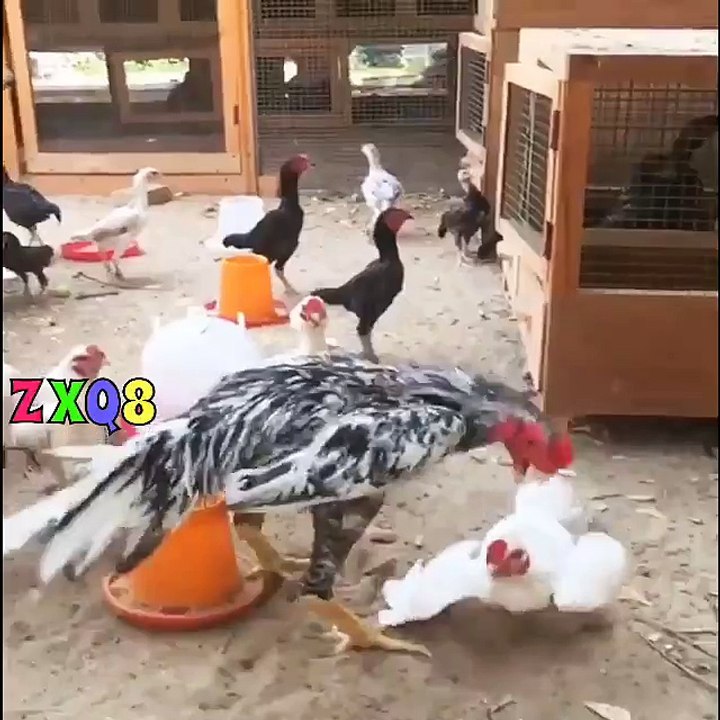 الضربة القاضية على طريقة بروس لي