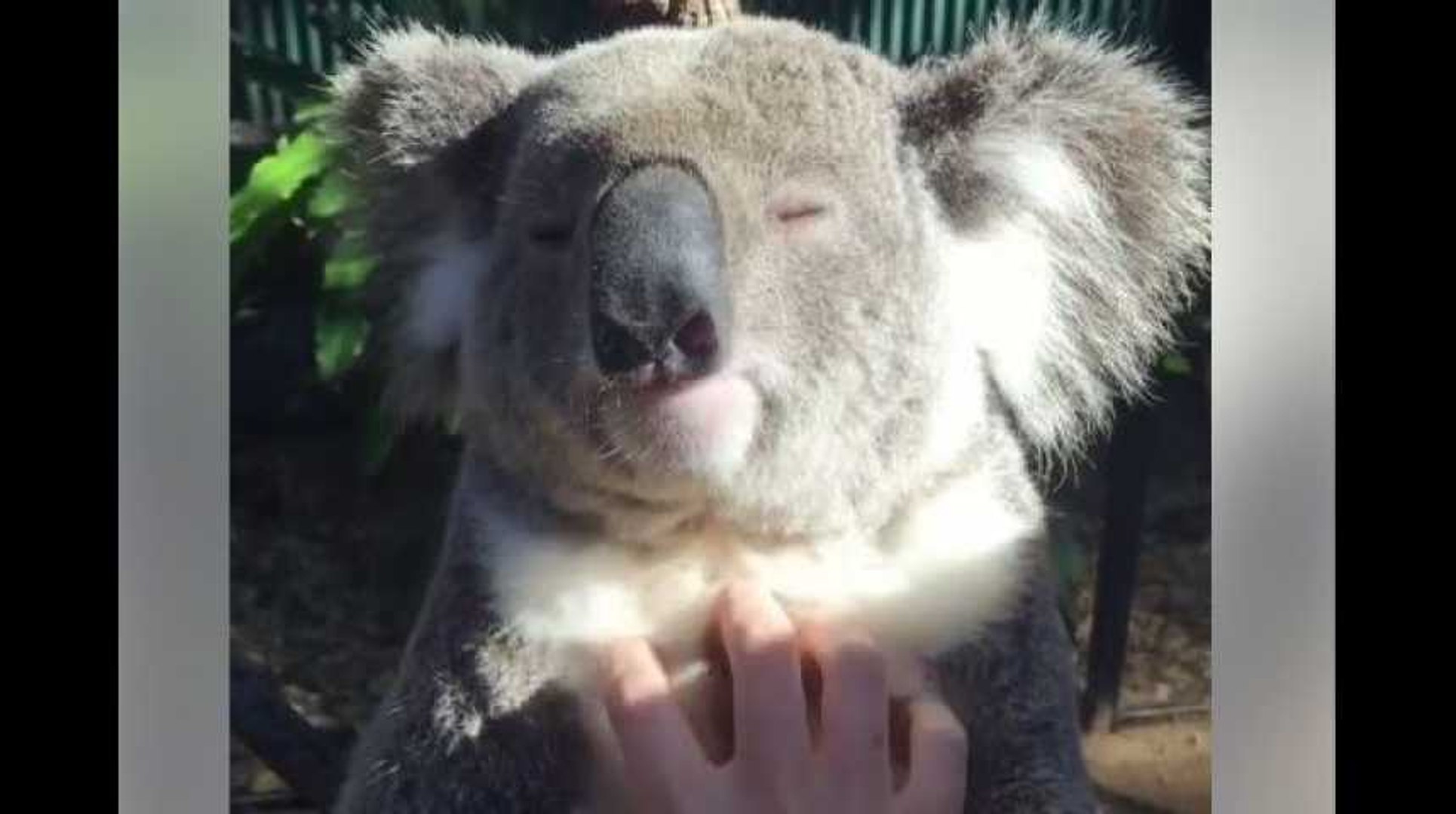 Ce Koala Savoure Les Papouilles Et C Est Trop Mignon Video Dailymotion