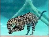 Wow ! Leopard Dives Under Water - Never Seen this before